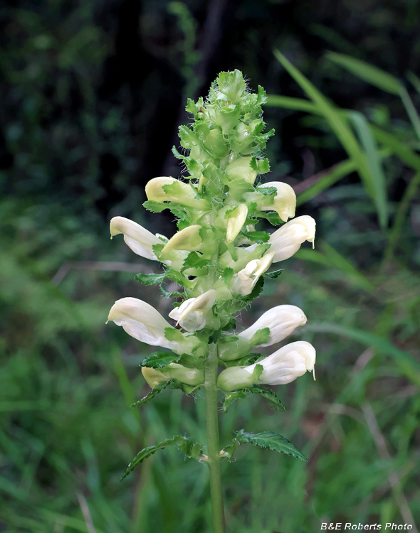Pedicularis_lanceolata
