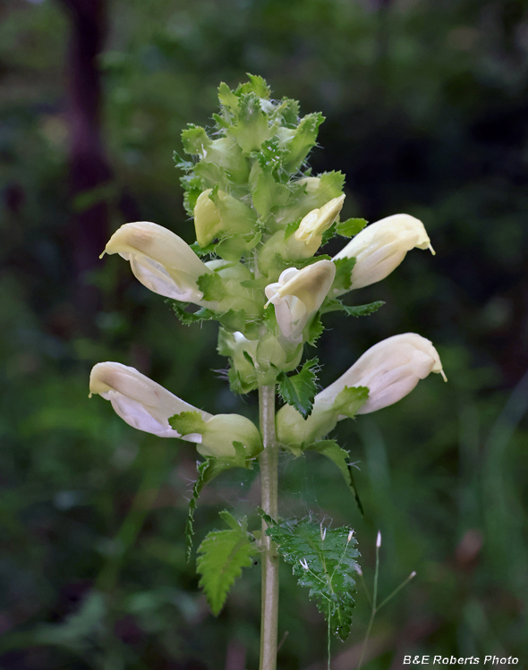Pedicularis_lanceolata