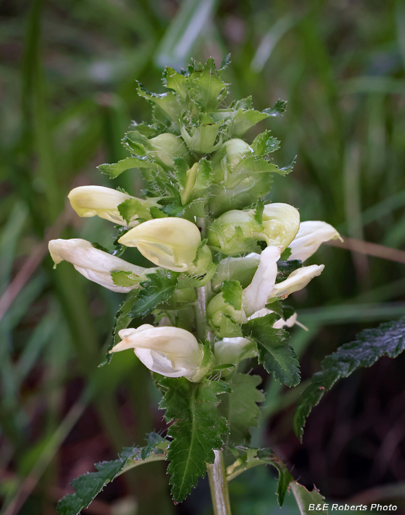 Pedicularis_lanceolata