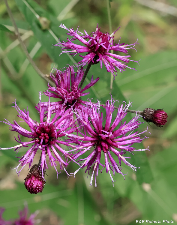 Ironweed