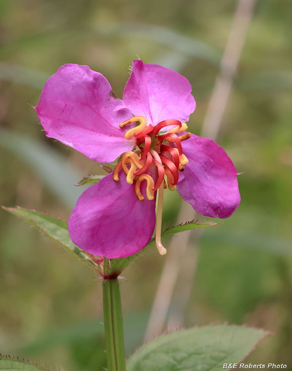 Rhexia_virginica