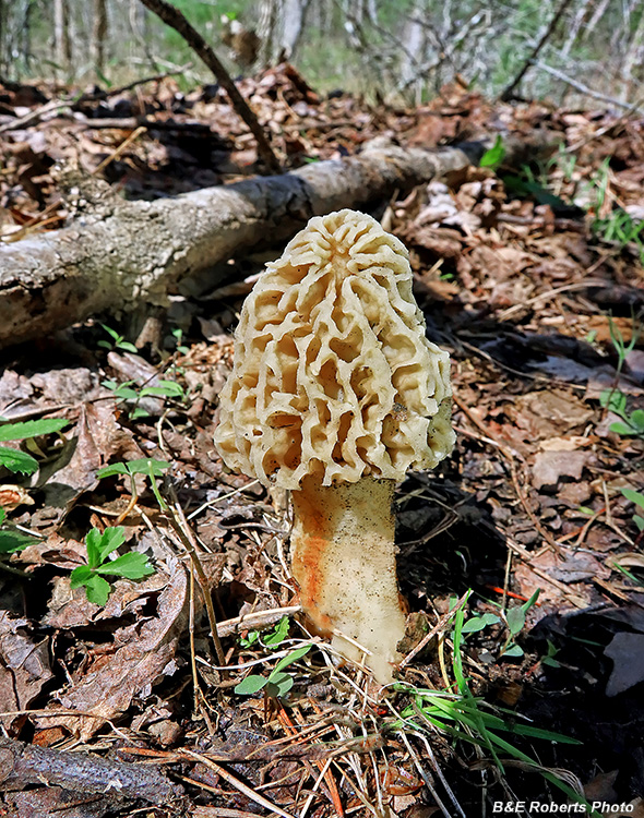 Morel