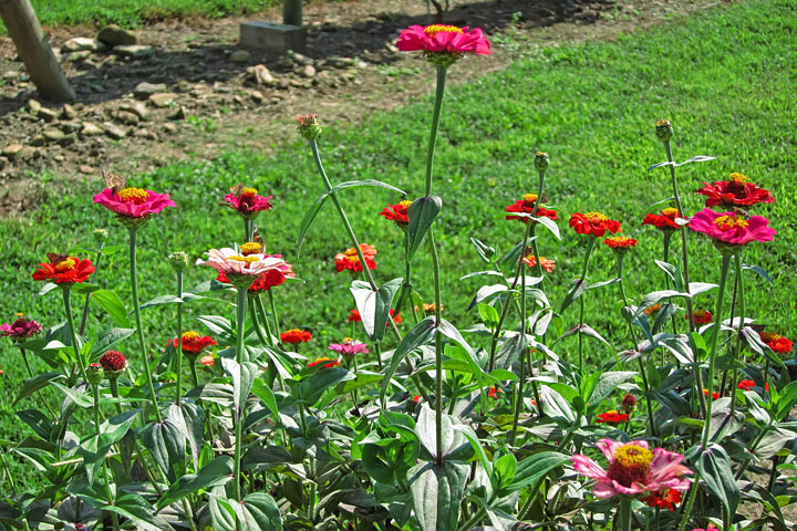 Flowers