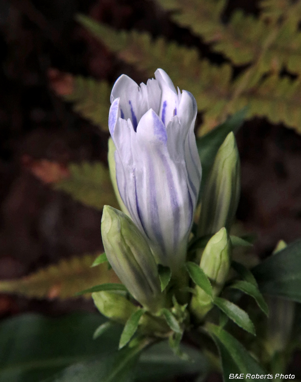 Gentiana_saponaria