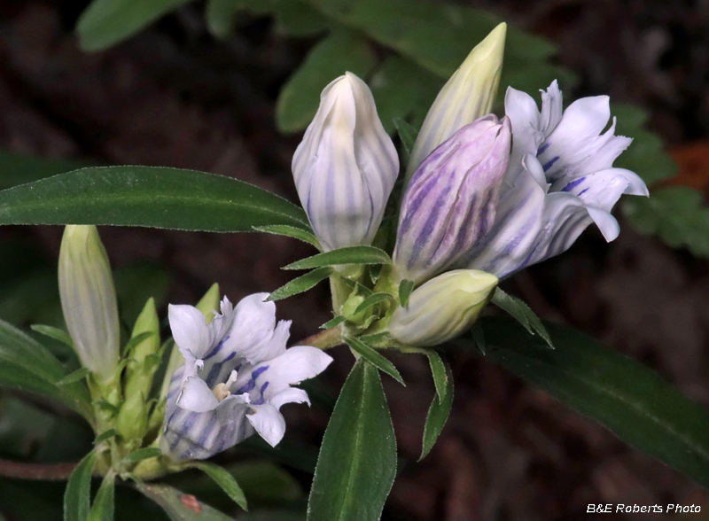 Gentiana_saponaria