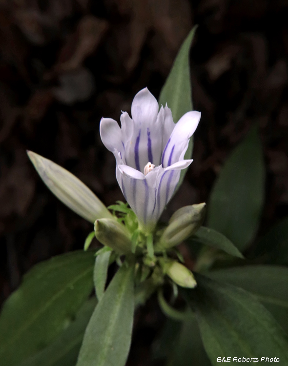 Gentiana_saponaria