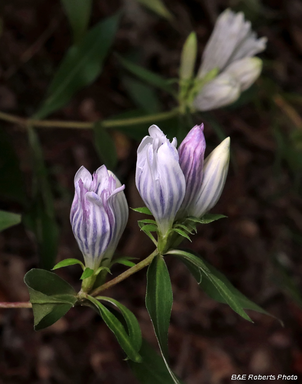 Gentiana_saponaria