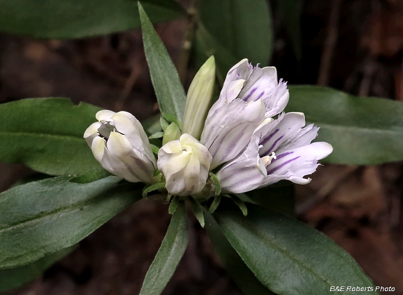 Gentiana_saponaria