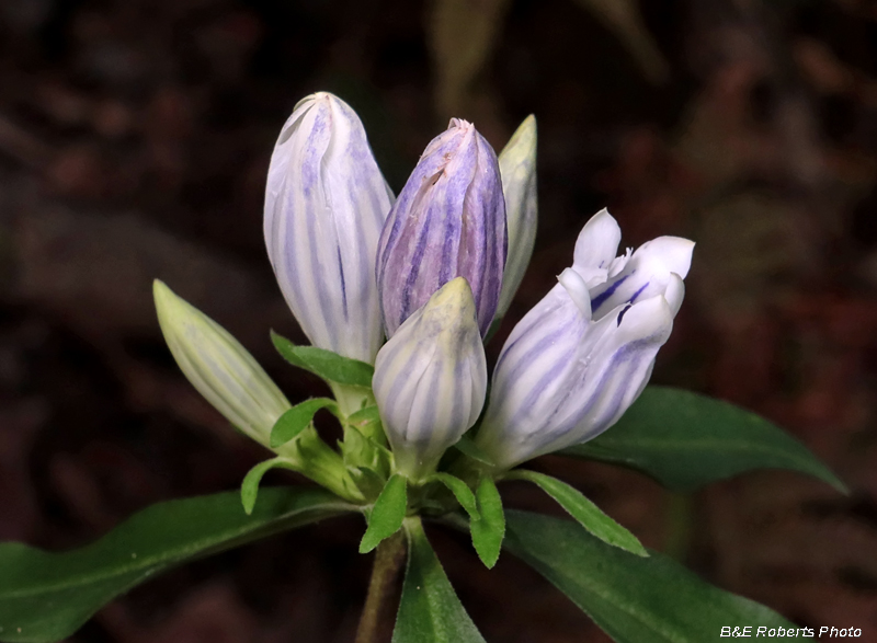 Gentiana_saponaria