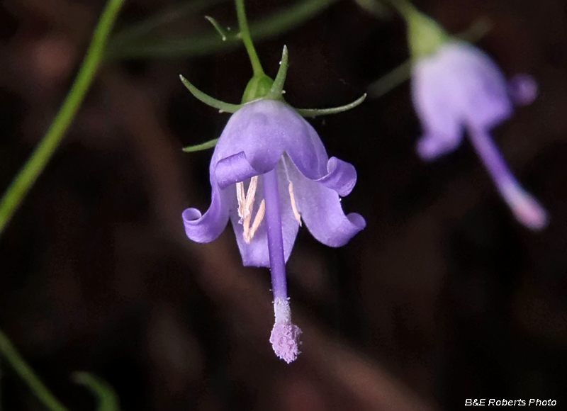 Harebell