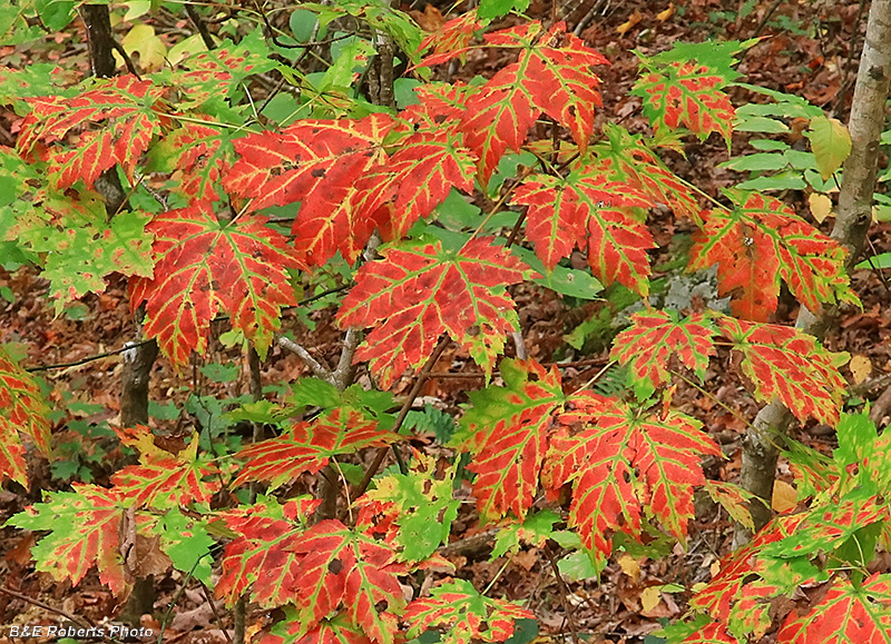 Maple_foliage