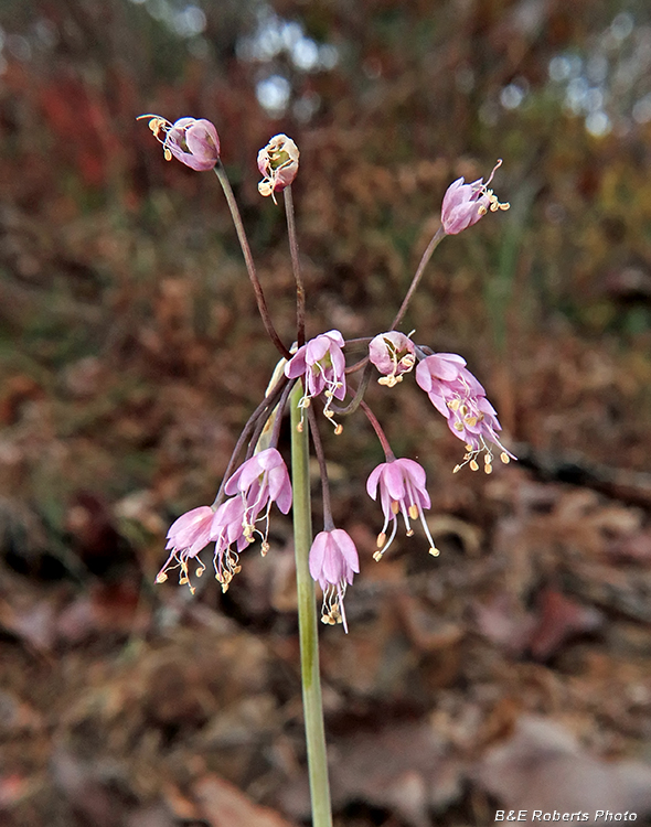 Allium_cernuum