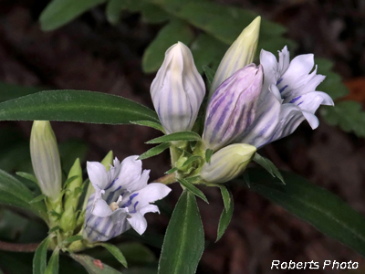 Gentiana