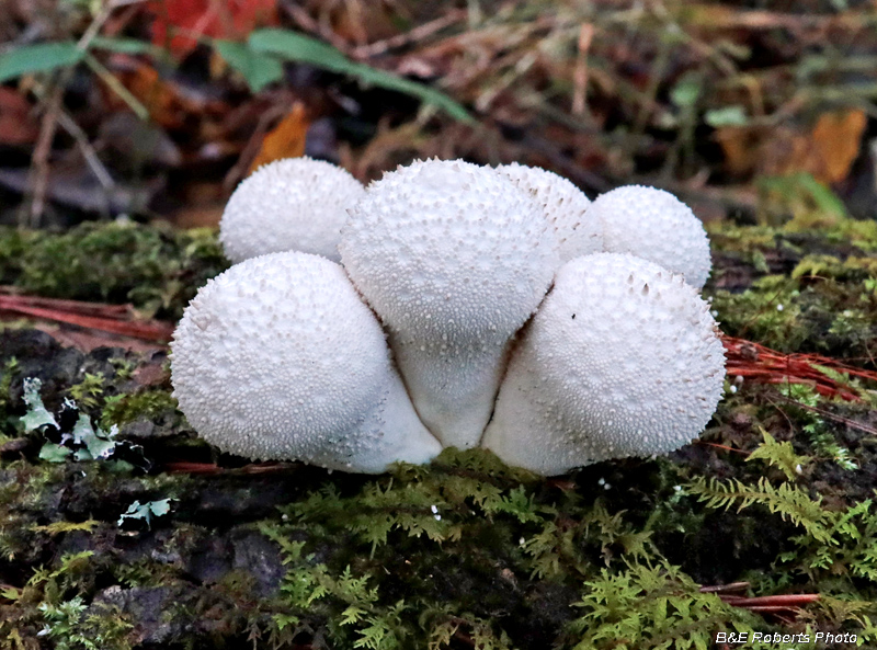 Puffballs