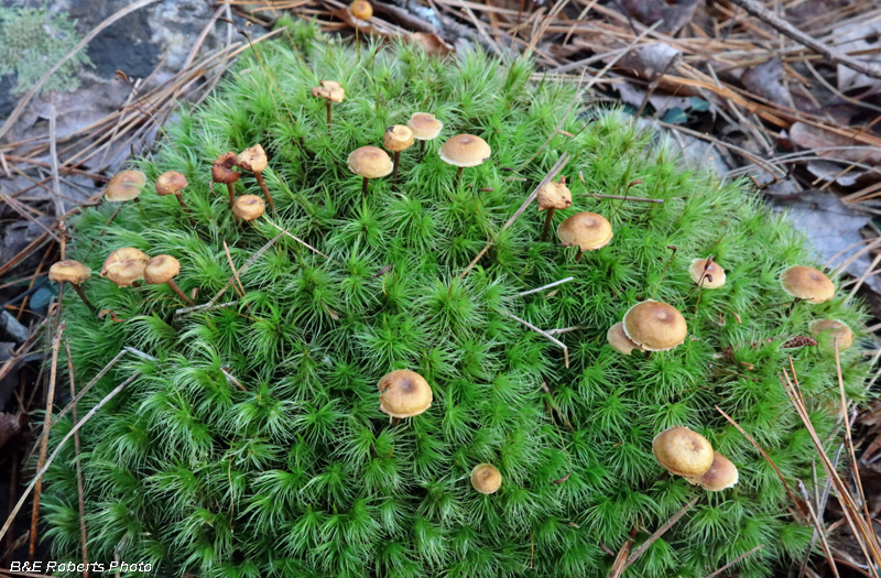 Moss_mushrooms