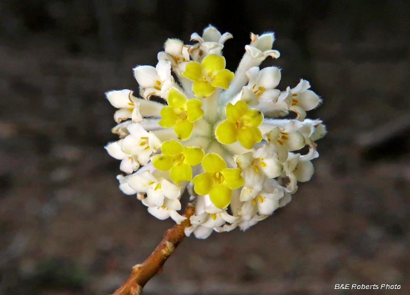 Edgeworthia