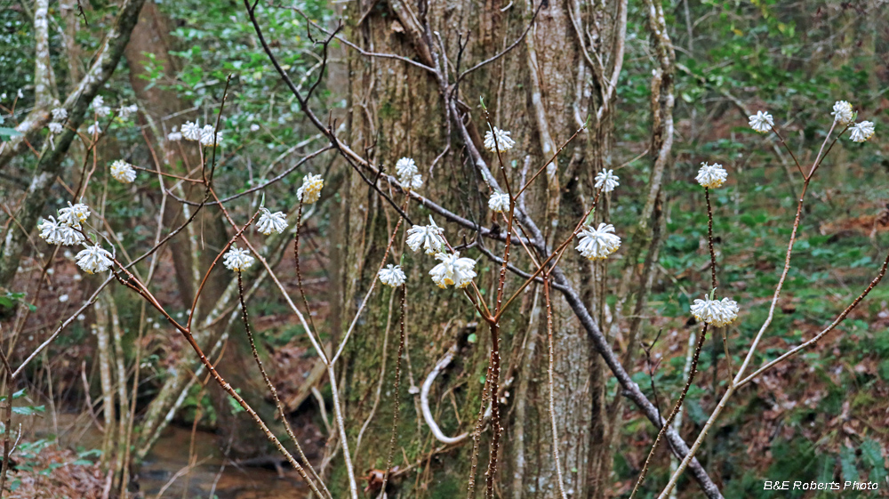 Edgeworthia_in_habitat