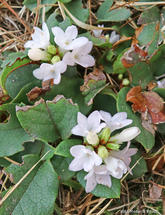 Trailing_Arbutus