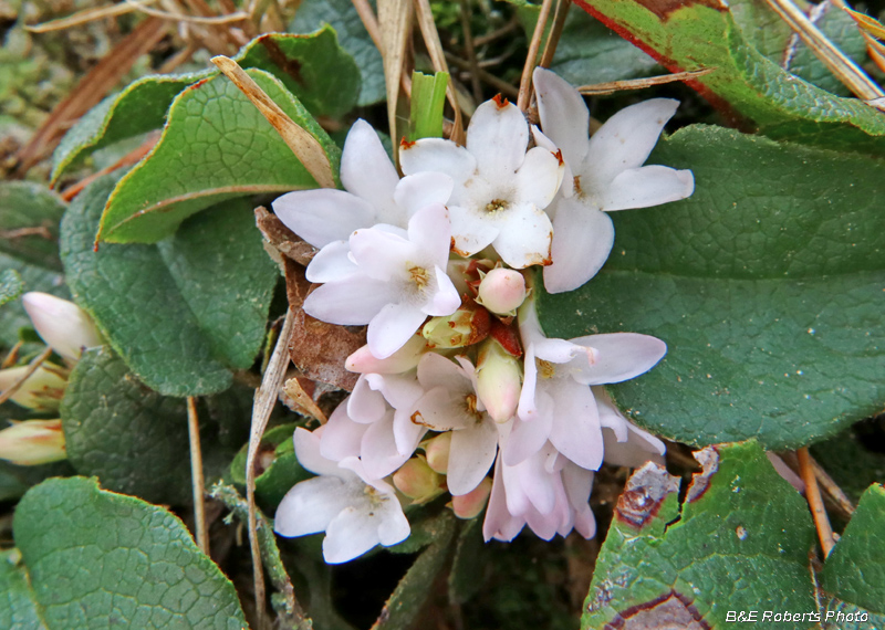 Trailing_Arbutus