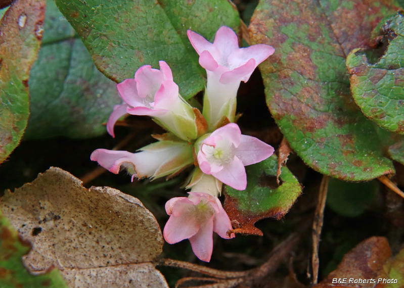 Trailing_Arbutus