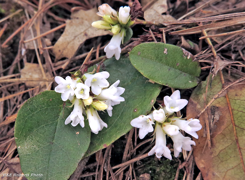 Trailing_Arbutus