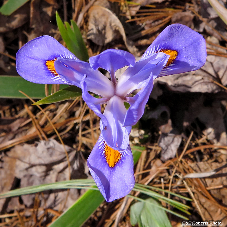 Dwarf_Iris