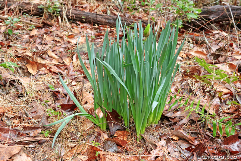 Daffodils