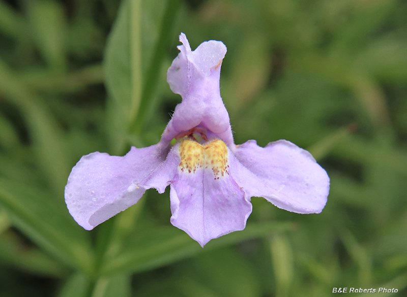 Mimulus