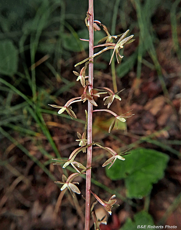 Tipularia