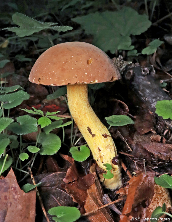 Bolete