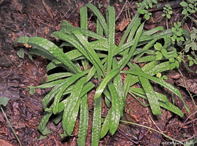 Plantain_Sedge