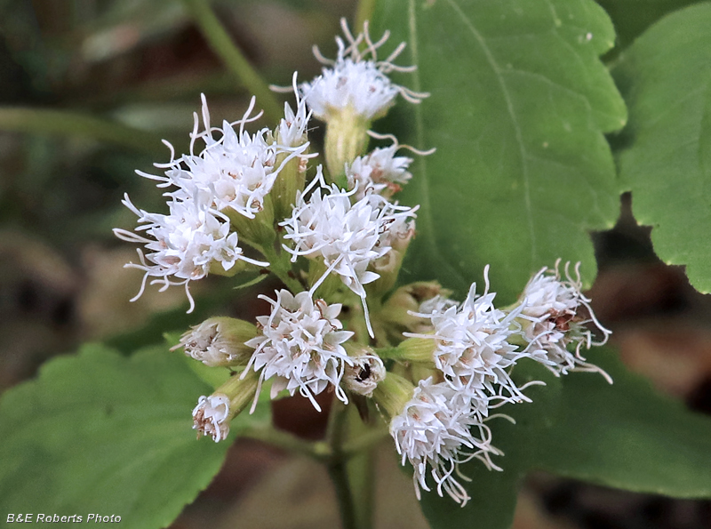 White_Snakeroot