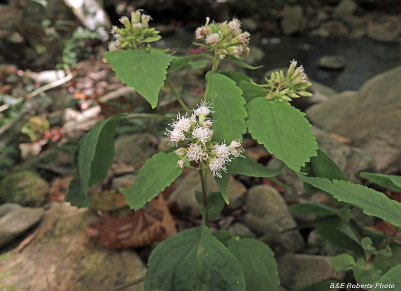 White_Snakeroot