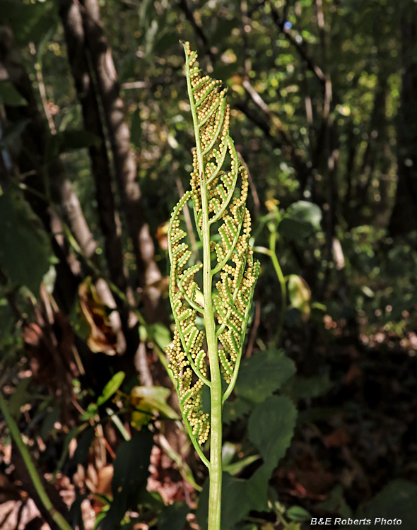 Cutleaf_Fern_fertile_frond