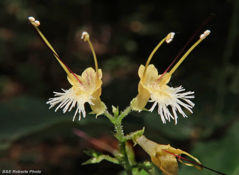 Collinsonia_canadensis