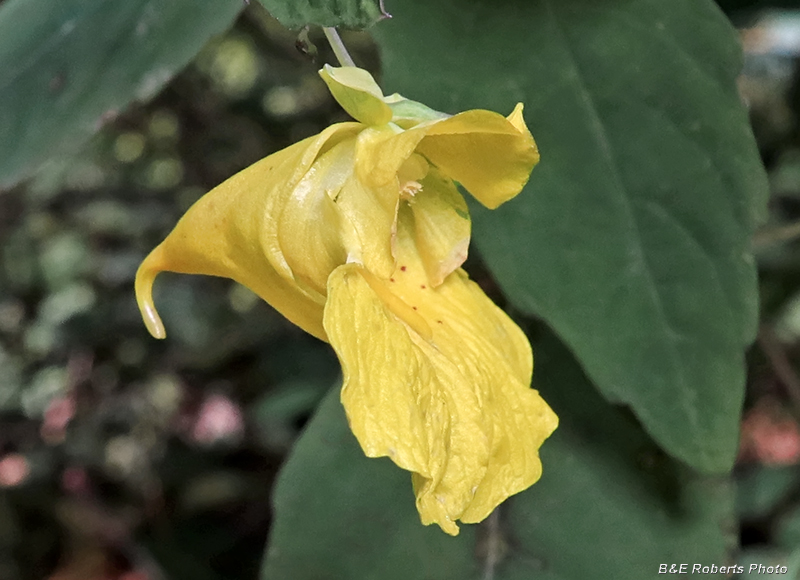 Jewelweed