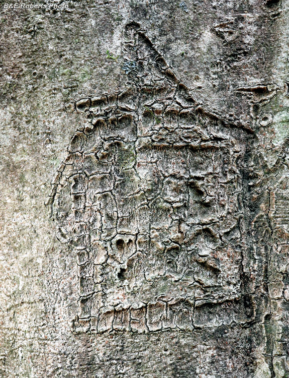 Beech_carving