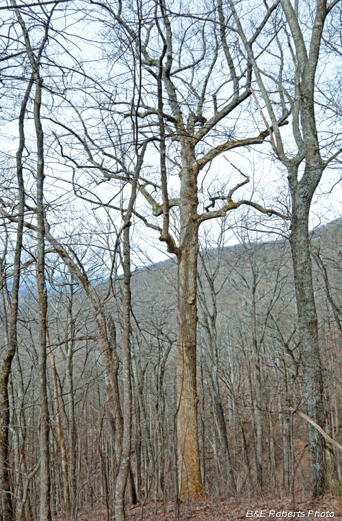 Big_Tulip_tree