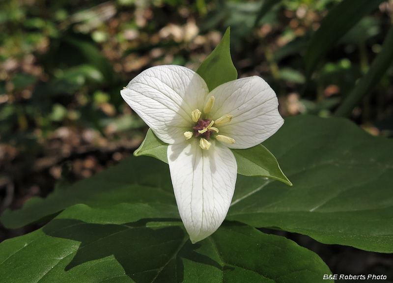 Appalachian_Trillium