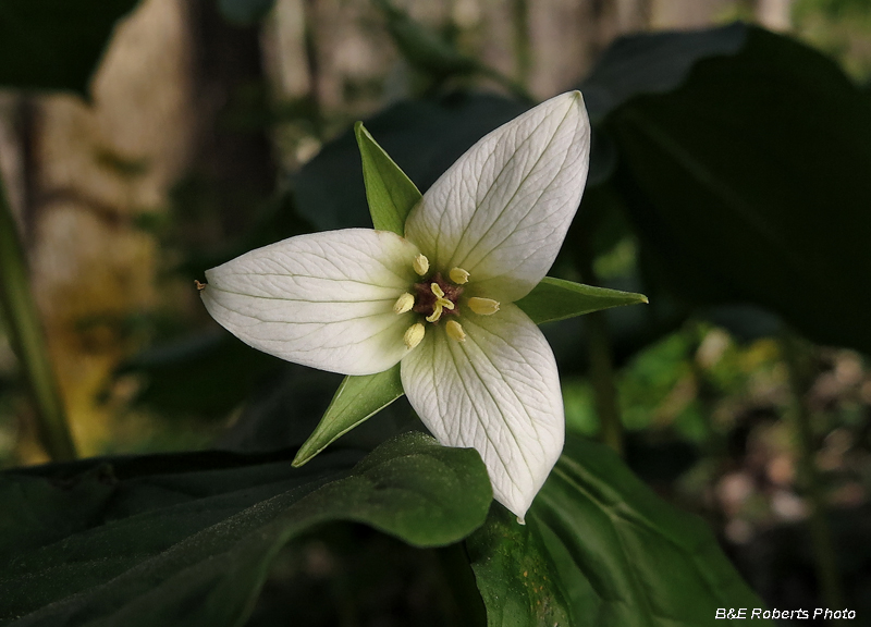 Appalachian_Trillium