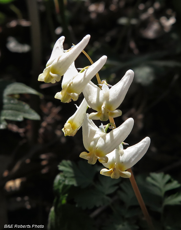 Dutchmans_Breeches