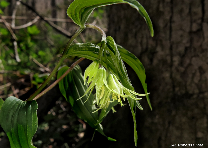 Yellow_Mandarin