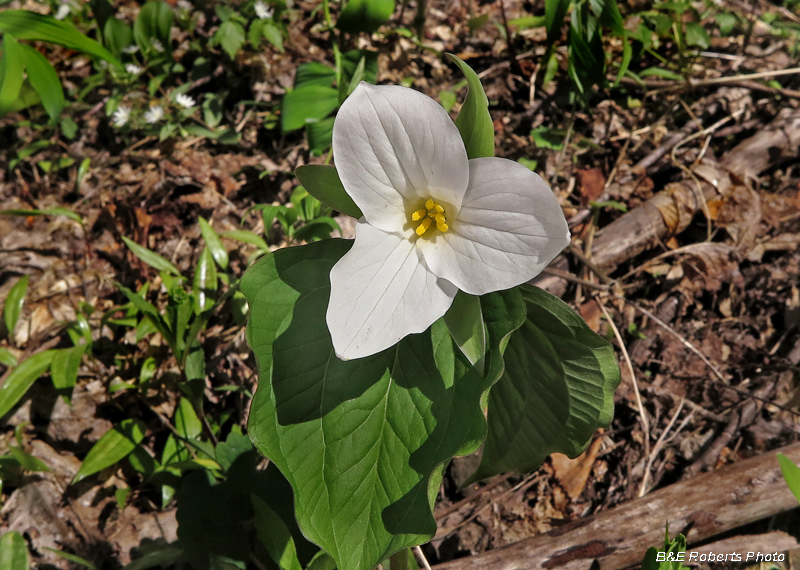 Trillium_grandiflorum