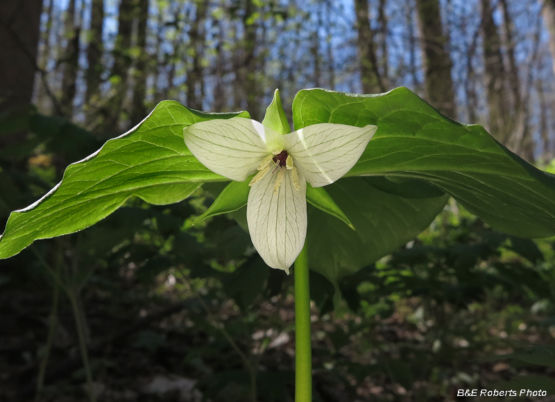 Appalachian_Trillium