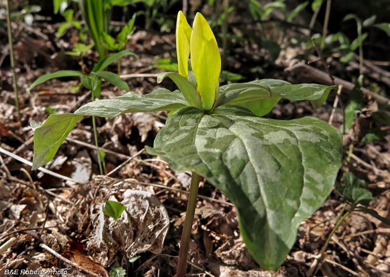 Yellow_Trillium_Cuneatum