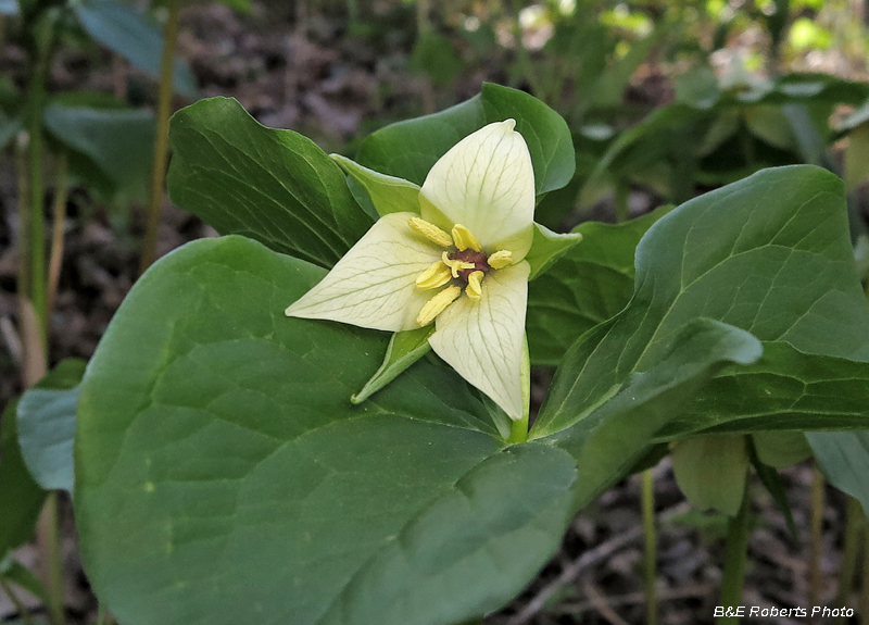 Appalachian_Trillium