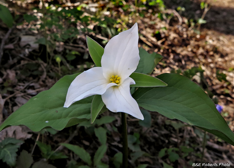 Trillium_grandiflorum