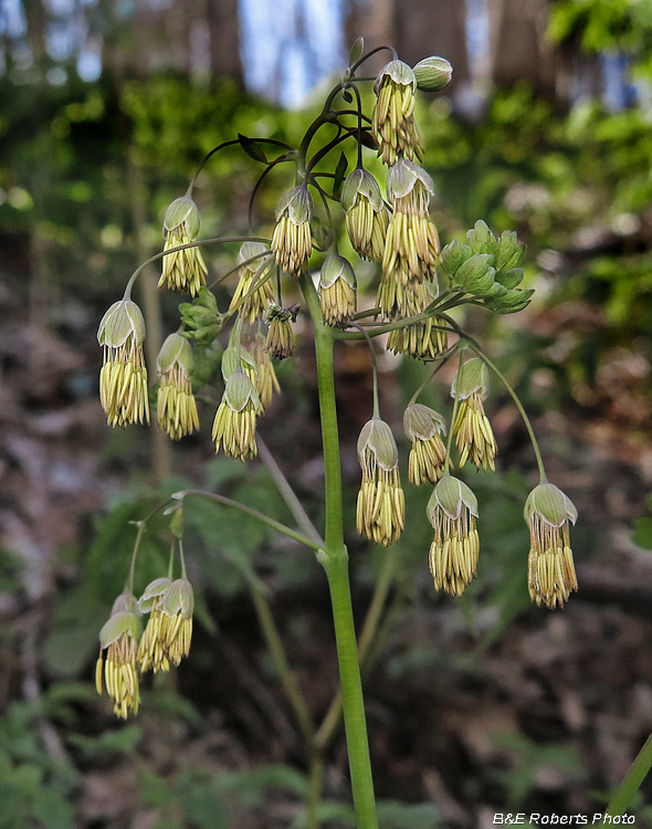 Early_Meadow_Rue