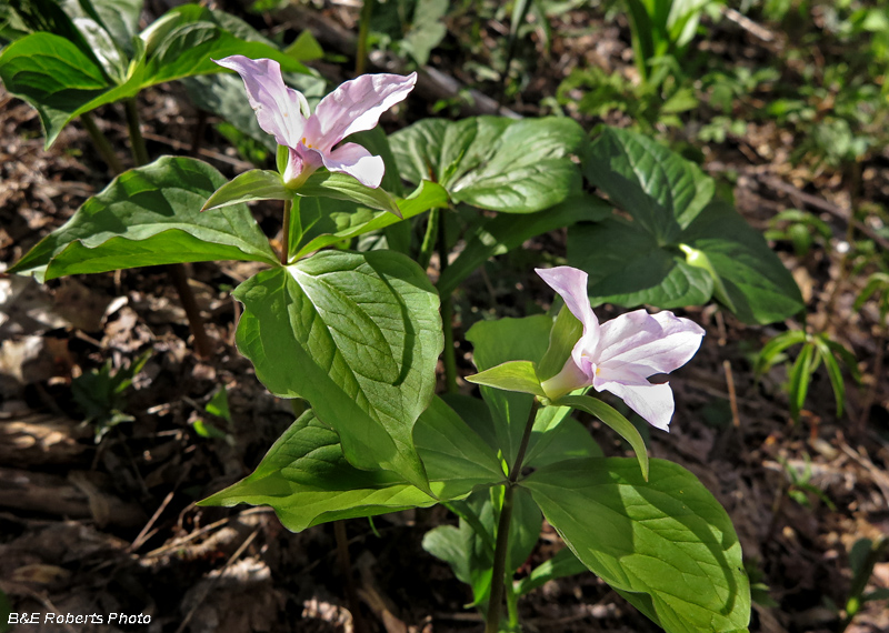 Trillium_grandiflorum