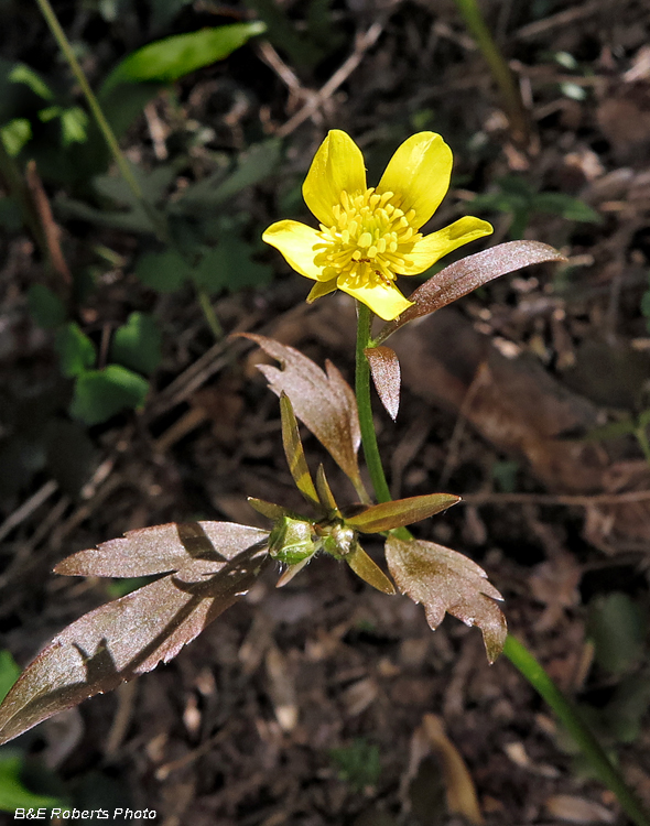 Buttercup_Ranunculus